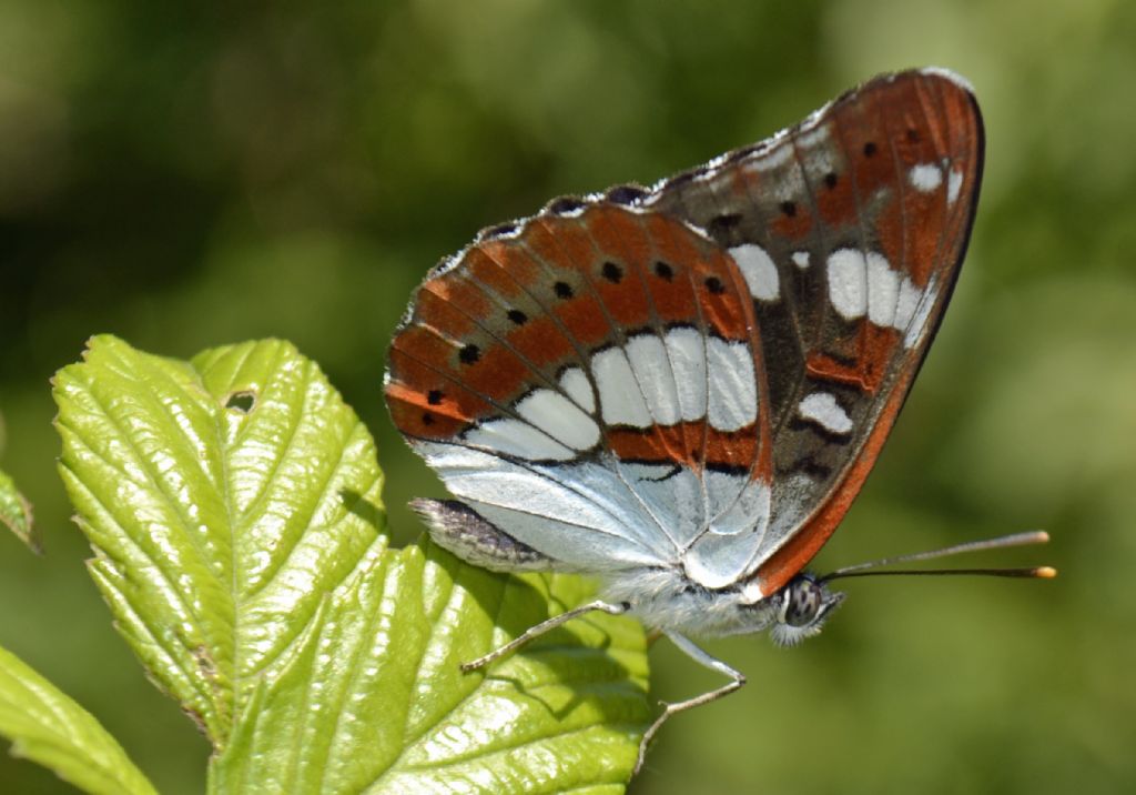 Limenitis reducta